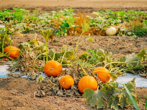 Pumpkin Patch Outing
